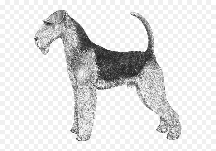 Topics For Breeders - Hot Topics Dogwellnetcom Perro Airedale Terrier Gris Emoji,Scottish Terrier Emoji