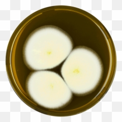 Aspergillus Falconensis Meaox - Jatjuk Emoji
