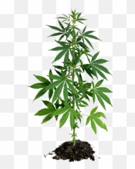 California Cannabis Delivery Service Emoji,Weed Plant Emoji