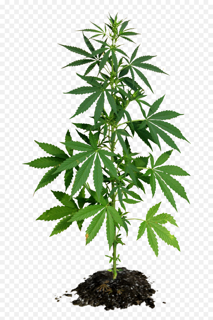California Cannabis Delivery Service Emoji,Weed Plant Emoji