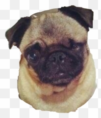 Largest Collection Of Free - Maya Pewdiepie Dog Emoji