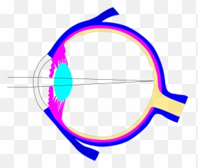 Editable Ray Diagram Of Eye V0 - Crystalline Lens Human Eye Function Emoji,Moving Emoji