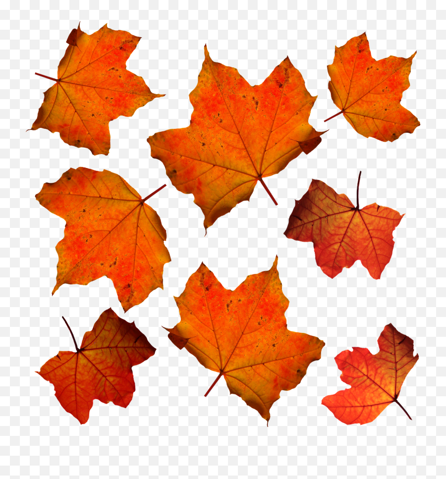 Fall Leaves Leaf Isolated Orange - Hojas De Color Naranja Emoji,Falling Leaves Emoji