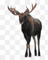 Art Animals Moose Winter Large Big - Elk Emoji,Moose Emoji