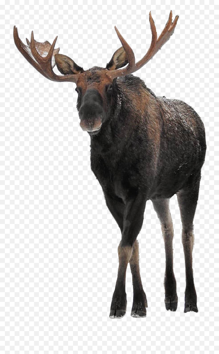 Art Animals Moose Winter Large Big Elk Emoji Moose Emoji Free Transparent Emoji Emojipng Com - big head with big moose roblox