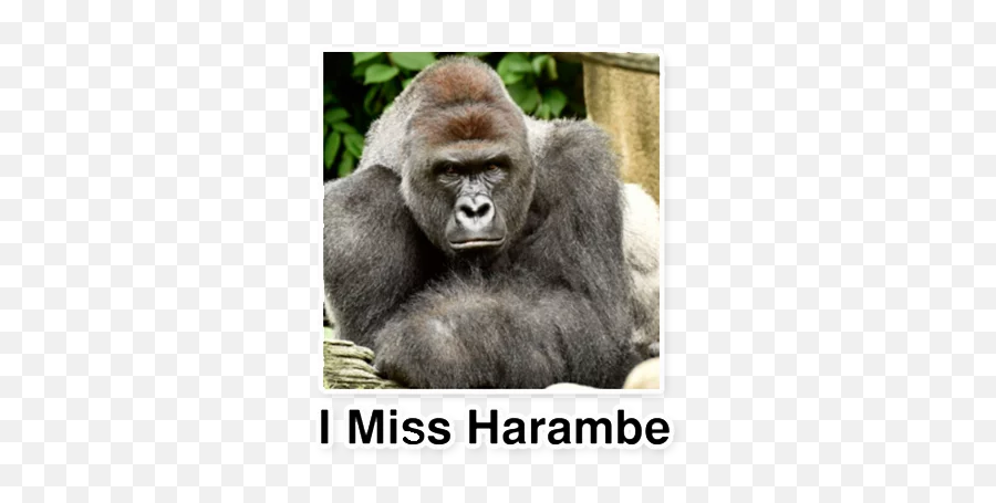 Harambe Meme Martyr Stickers For Telegram - Gorilla Meme Emoji,Harambe Emoji