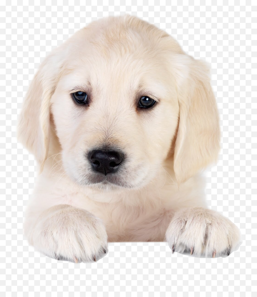 Popular And Trending Whelp Stickers On Picsart - Puppy Art Emoji,Whelp Emoji