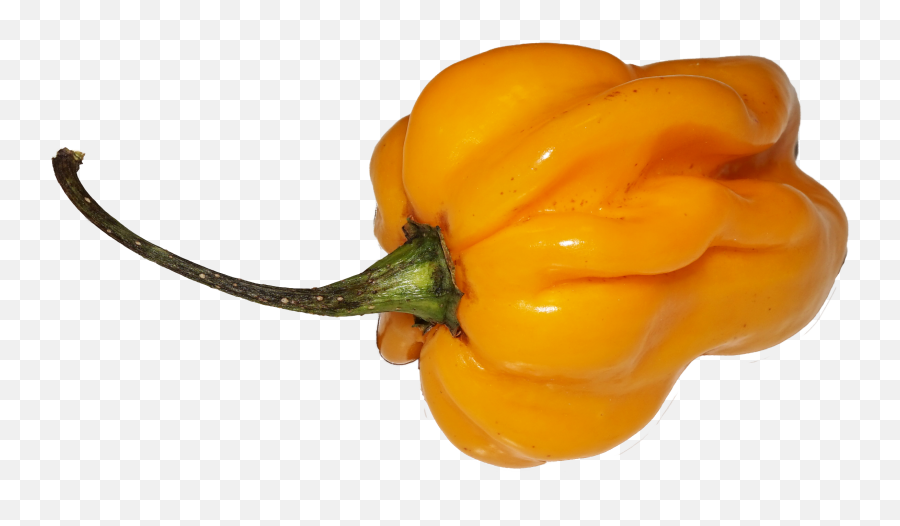 Chili Png - Yellow Chili Habanero Pepper Png Transparent Chile Habanero Vector Png Emoji,Pepper Emoji