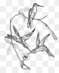 Hummingbird Clipart Vintage Hummingbird Vintage Transparent - Rufous Hummingbird Emoji,Birb Emoji