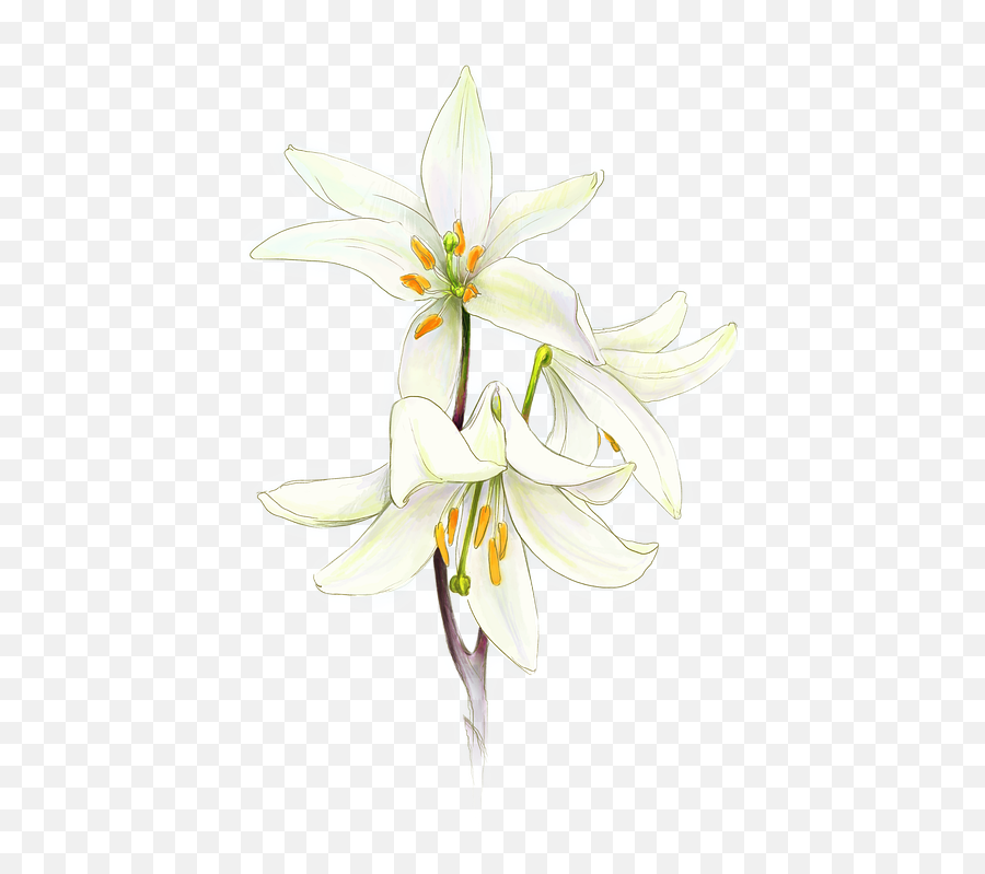 Communion Lily White Flower First - Flor De Primera Comunion Emoji,Wedding Emoji Game
