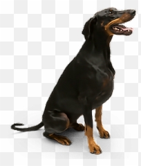 Shoes Plant Bushes Flowers Steps Stairs - Dobermann Emoji,Dog Lightning Emoji