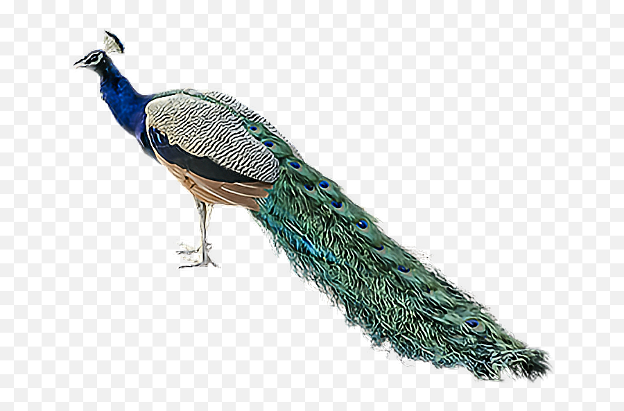 Peacock - Peafowl Emoji,Peacock Emoji
