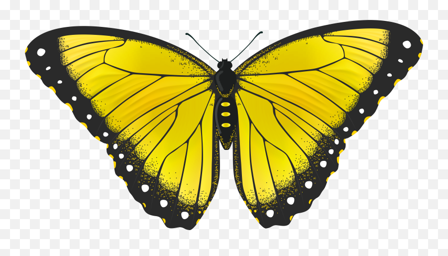 Butterfly Transparent Halloween Butterfly Free Stock Rr - Real Yellow Butterfly Png Emoji,Blue Butterfly Emoji