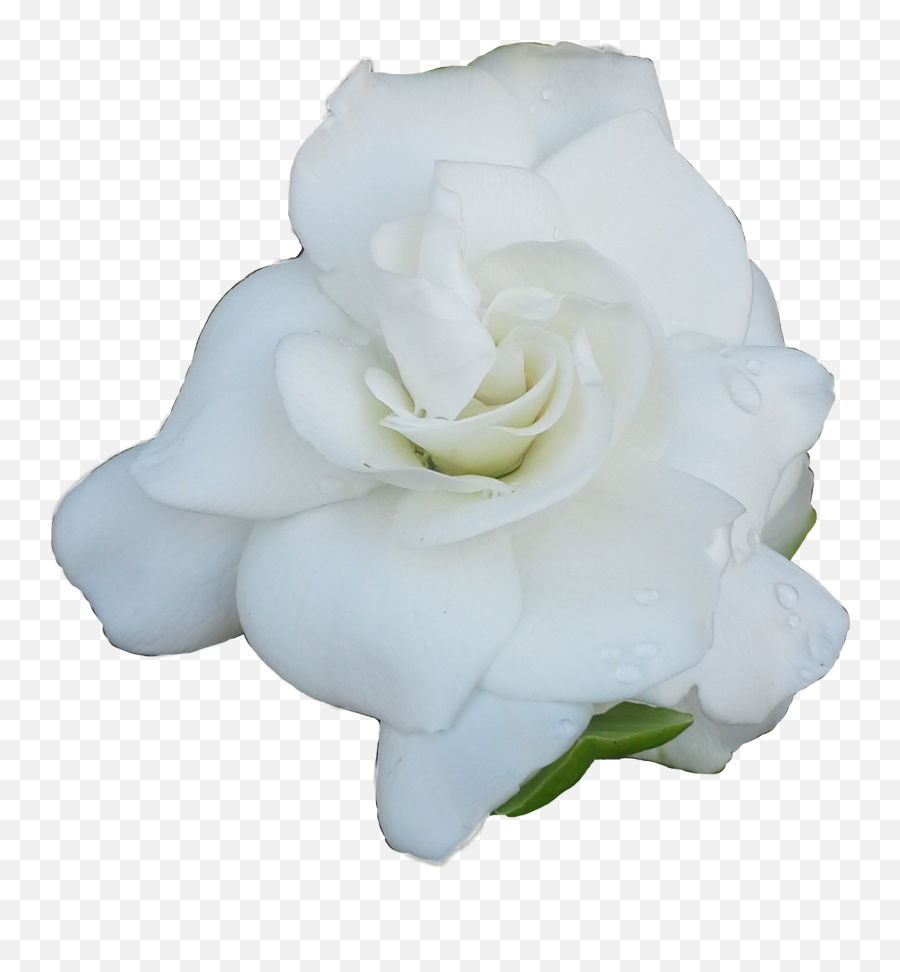White Rose Whiterosefreetoedit - Floribunda Emoji,White Rose Emoji