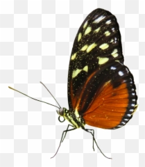 Free Butterfly Animated Gif Transparent Download Free Clip - Euphydryas Emoji,Moth Emoji
