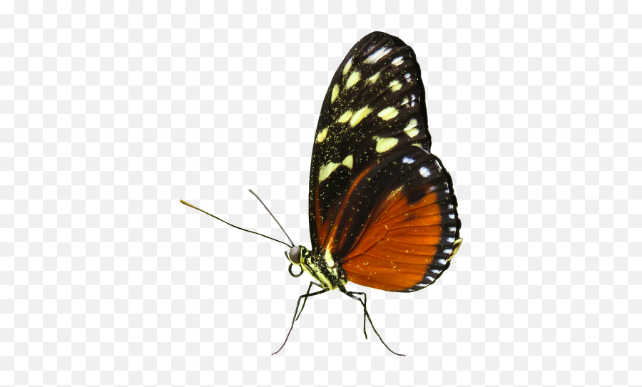 Free Butterfly Animated Gif Transparent Download Free Clip - Euphydryas Emoji,Moth Emoji