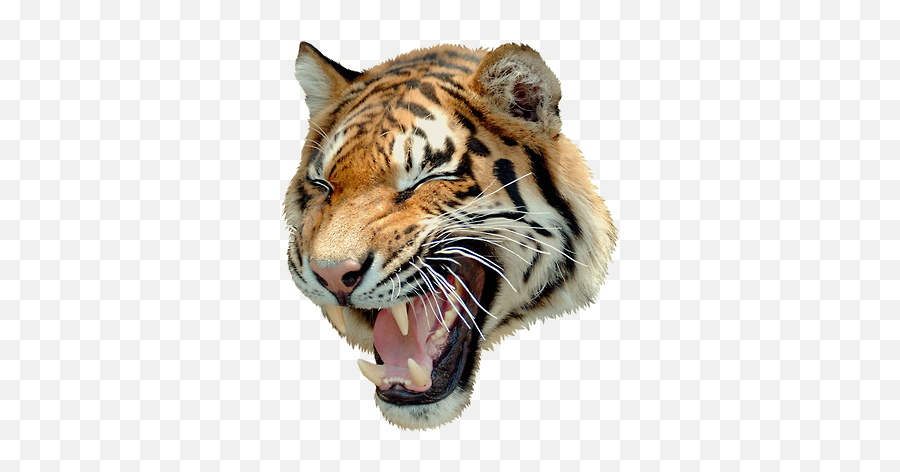 Uncle Grandpa Tiger Angry - Angry Tiger Images Png Emoji,Tiger Face Emoji