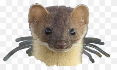 Weezle Face Weasel Weezle Freetoedit - Stoat Emoji,Weasel Emoji