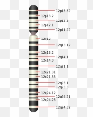 Chromosome 12 - Pah Gen Emoji