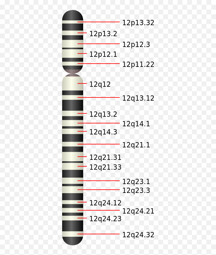 Chromosome 12 - Pah Gen Chromosom 12 Emoji,Bottle Flip Emoji