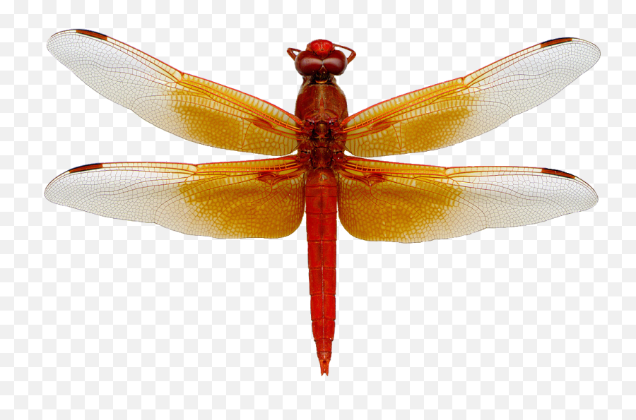 Dragonfly Png 3 Png Image - Dragonfly Png Emoji,Dragonfly Emoji