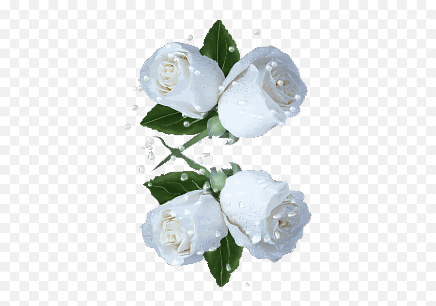 White Roses And Pearls Drops - Flower Assalam O Alaikum Gif Emoji,White Rose Emoji