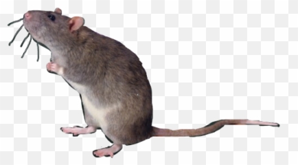 Largest Collection Of Free - Rat Standing Up Emoji,Mice Emoji