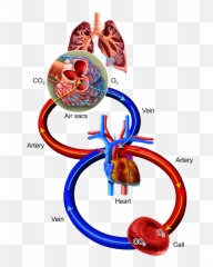 Breathe Clipart Human Breathing - Oxygen Cells Png Emoji