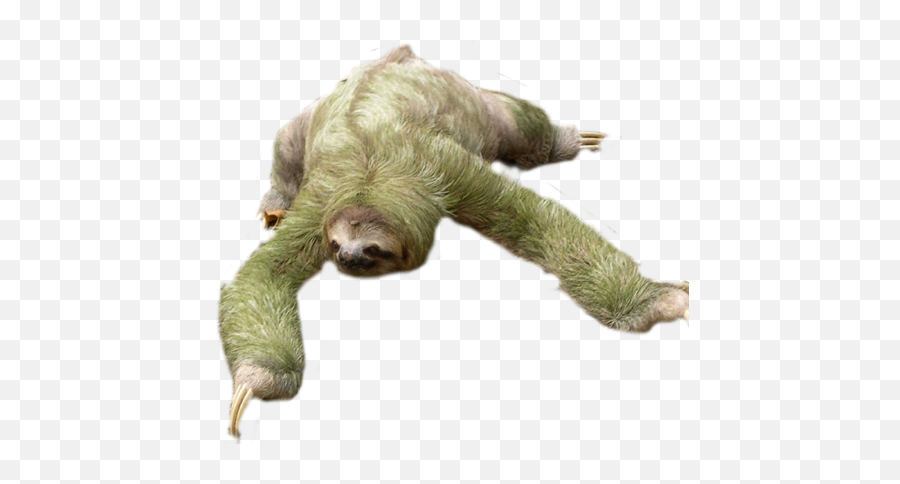 Sloth Transparent Png Clipart Free - Sloth Png Transparent Emoji,Is There A Sloth Emoji