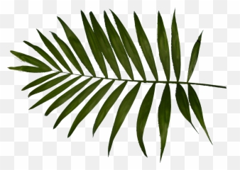 Download Palm Tree Leaf Png - Vertical Emoji