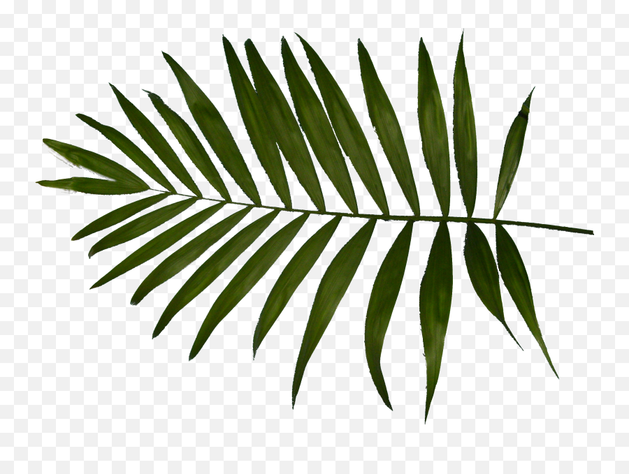 Download Palm Tree Leaf Png Download - Vertical Emoji,Fern Emoji