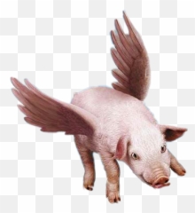 Pig Flying Wings Flyinganimals - Pig Fly Emoji,Flying Pig Emoji