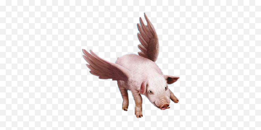 Pig Flying Wings Flyinganimals - Pig Fly Emoji,Flying Pig Emoji
