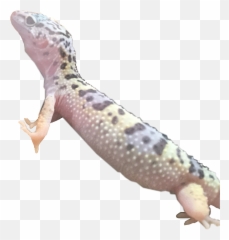 Sticker Of My Irl - Gila Monster Emoji,Gecko Emoji
