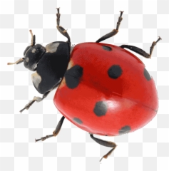 Transparent Ladybug Real Life Transparent Png Clipart Free - Ladybug Legs How Many Emoji,Ladybug Emoji