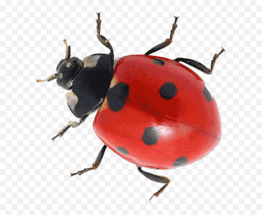 Transparent Ladybug Real Life Transparent Png Clipart Free - Ladybug Legs How Many Emoji,Ladybug Emoji