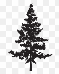 Black Pine Tree Pinus Contorta - Transparent Pine Tree Silhouette Emoji,Pine Tree Emoji