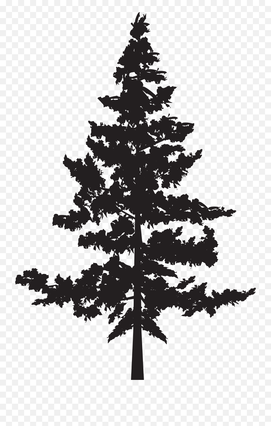 Black Pine Tree Pinus Contorta - Transparent Pine Tree Silhouette Emoji,Pine Tree Emoji