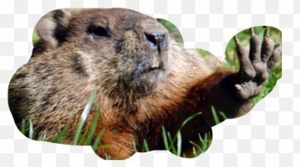 Okay More Stops - Groundhog Day Colorado Meme Emoji