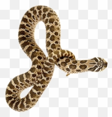 Snek Png Png Image - Bullsnake Png Emoji,Snek Emoji