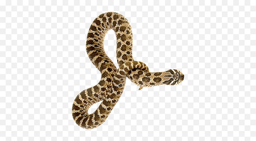 Snek Png Png Image - Bullsnake Png Emoji,Snek Emoji