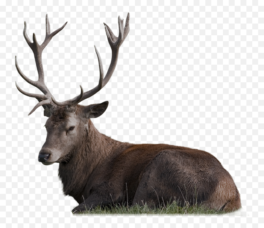 Animal Deer Stag Buck Nature Sticker - Antler Emoji,Buck Deer Emoji
