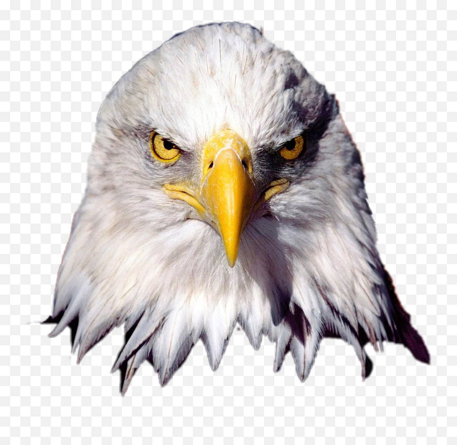 Edit - Bald Eagle Transparent Emoji,Eagle Emoji