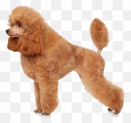 Poodle Clip Teacup Transparent Png - Mini Brown Show Emoji