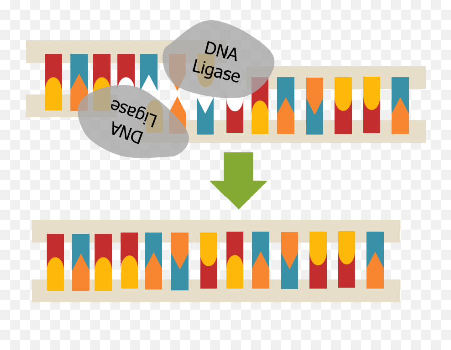 Dna Clipart Biochem Dna Biochem Transparent Free For - Dna Ligase Emoji,Dna Emoji