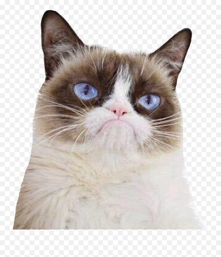 To - Grumpy Cat Go Away Poster Emoji,Grumpy Cat Emoji