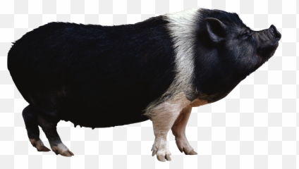 Black Pig Png Image - Images Emoji