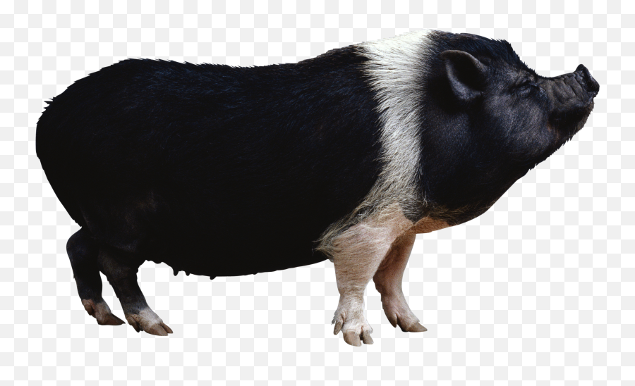 Black Pig Png Image - Black Pig Images Png Emoji,Wild Boar Emoji