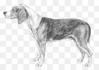 Norwegian Hound Dunker - Pedigreed Breeds DogWellNetcom Emoji
