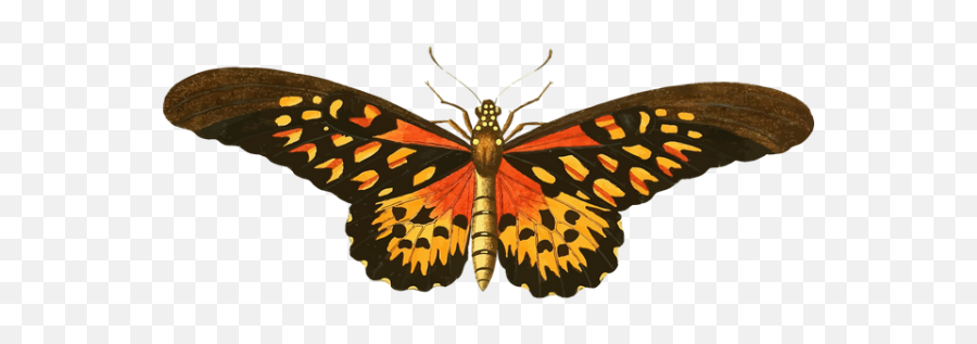 Animal Butterfly Flying Insect Transparent Png Images - Vintage Butterfly Illustration Png Emoji,Free Butterfly Emoji